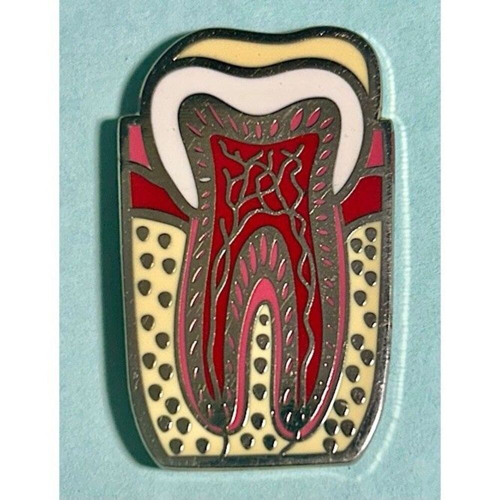 Tooth Anatomy Pin Dental Decorative Tooth Large Size Double Post Back Pin